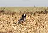 SETTER ANGLAIS 149